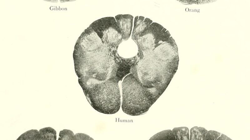 La teoría del 'mono drogado' regresa con nueva evidencia científica