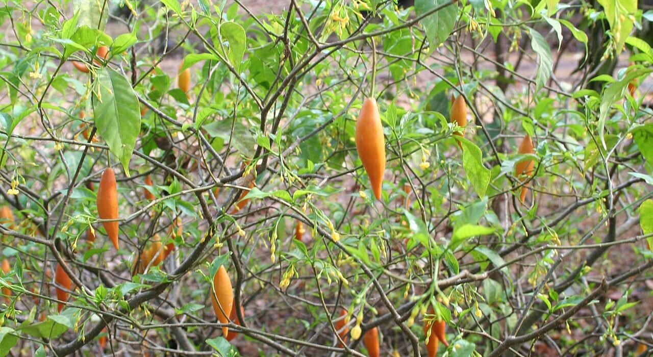 El ibogaine contra la adicción a opioides: la apuesta científica de 2026
