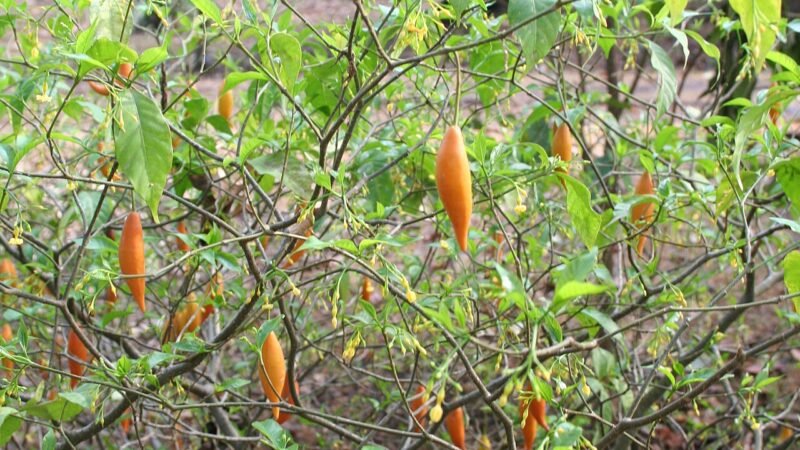 El ibogaine contra la adicción a opioides: la apuesta científica de 2026