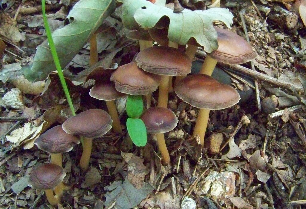 Iglesias de psilocibina en Santa Cruz: el sacramento psicodélico que esquiva la ley en California