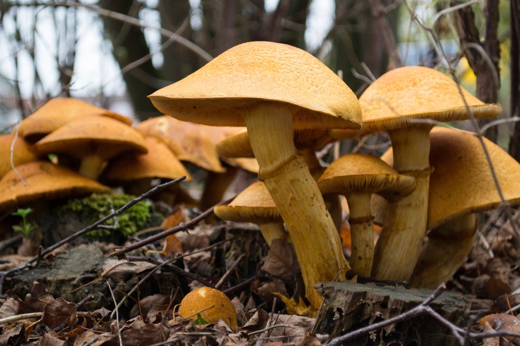 La historia real detrás de «Lizard King», una de las cepas de hongos mágicos más buscadas