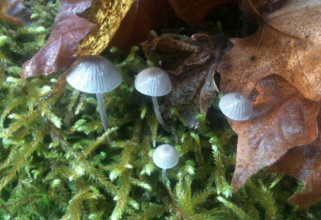 Hongos de psilocibina creciendo