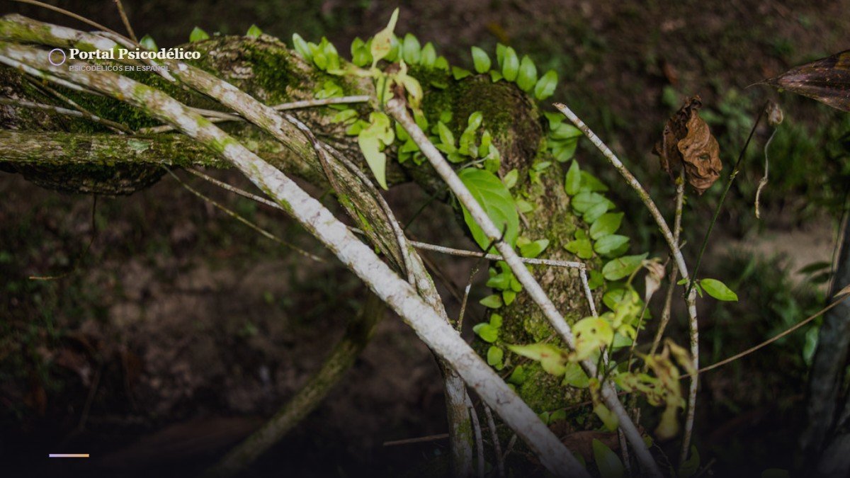 Ayahuasca: un estudio con casi mil personas encuentra un patrón de salud mental que la ciencia aún no explica