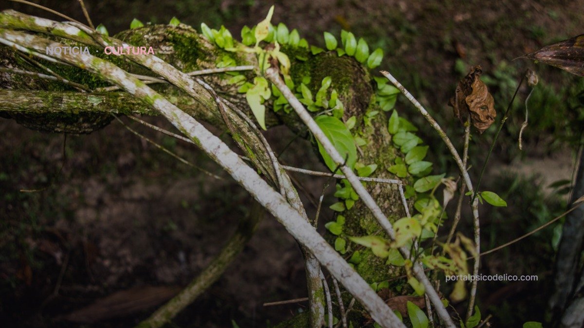 Cuando el cuerpo no encaja en el molde: ayahuasca, discapacidad y los límites de los espacios de bienestar