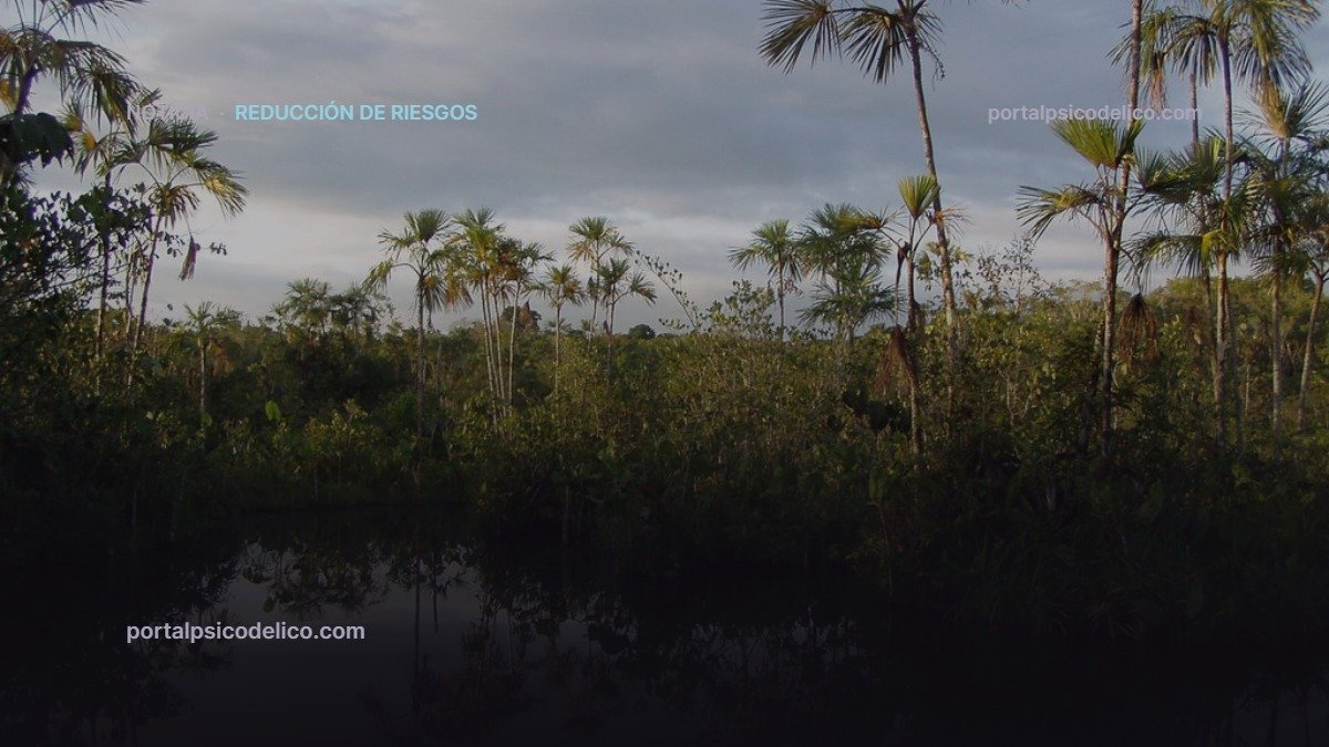 AyaSafe: siete documentos gratuitos para reducir los riesgos de las ceremonias de ayahuasca fuera de contextos indígenas