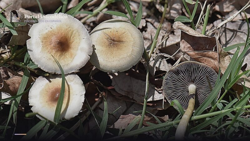 Hongos Psilocybe cubensis, fuente de psilocibina medicinal