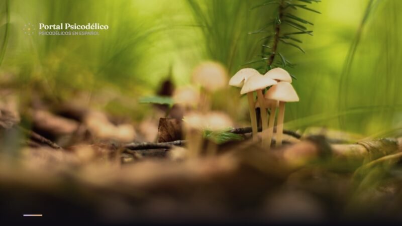 Hongos de psilocibina en el bosque, símbolo del estudio de OHSU en Oregón