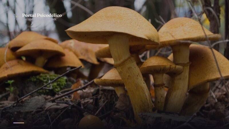 Hongos silvestres en el suelo del bosque, en referencia al programa de psilocibina de Oregón