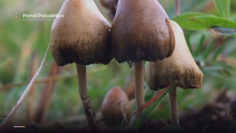Hongos de psilocibina, sustancia que Franz Vollenweider investigó en Zúrich