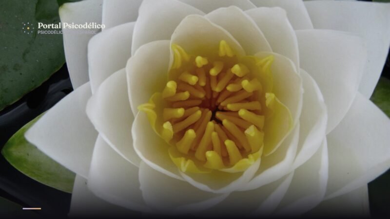Flor tipo mandala vinculada al elixir budista amrita