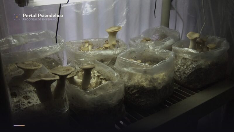 Cultivo de hongos psilocibios en Oregón, licencias y regulación