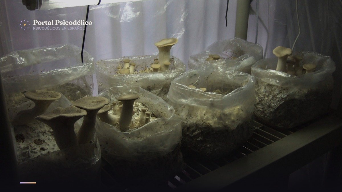 Cultivo de hongos psilocibios en Oregón, licencias y regulación