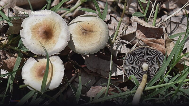 Hongos de psilocibina cultivados, en referencia al programa regulado de Oregón