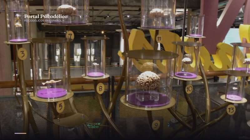 Psilocibina y cerebro: estudio de neurociencia sobre la organización cerebral