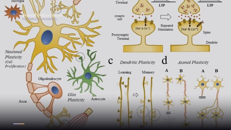 Psilocibina remodela las conexiones cerebrales según estudio con ratones