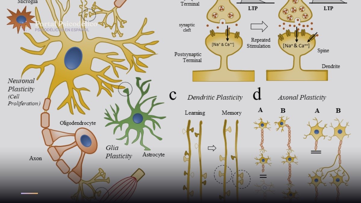 Así remodela la psilocibina las conexiones cerebrales, según un estudio con ratones