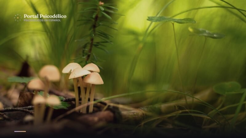 Psilocibina y depresión: hongos en un bosque, imagen para el ensayo sueco sobre psilocibina y placebo