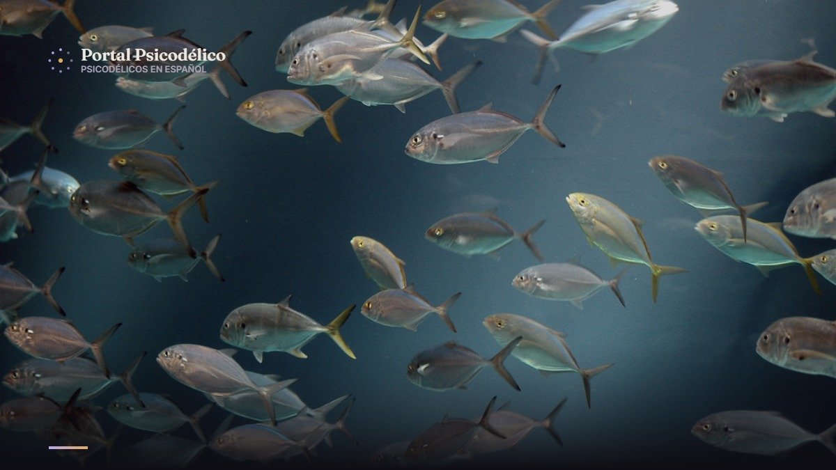 Psilocibina: el compuesto de los hongos mágicos que calma la agresividad en peces