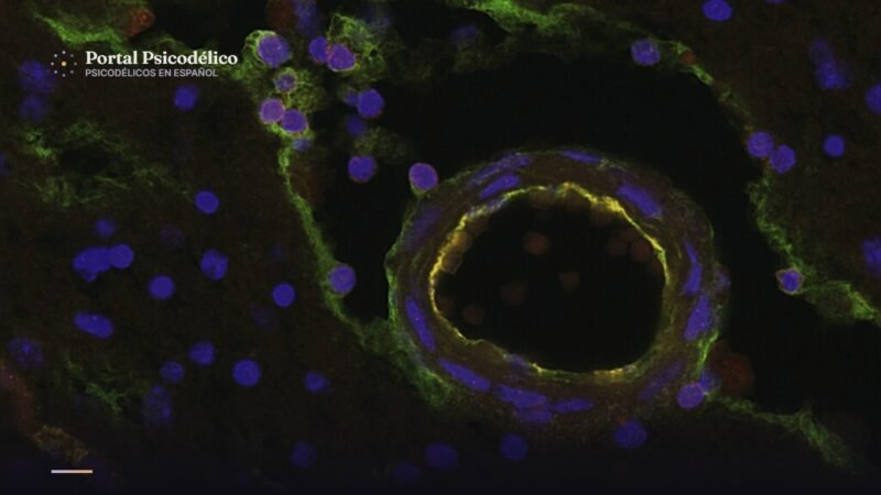 Ilustración de células inmunitarias y neuronas relacionadas con ketamina y psicodélicos